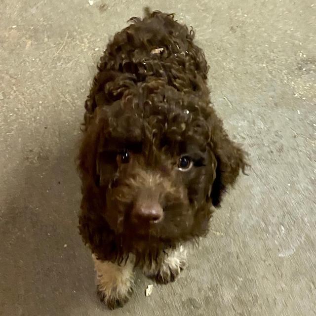 Lincoln's Hotel For Our Honeymoon