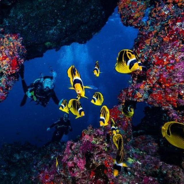 Scuba Diving @ Lanai Cathedrals
