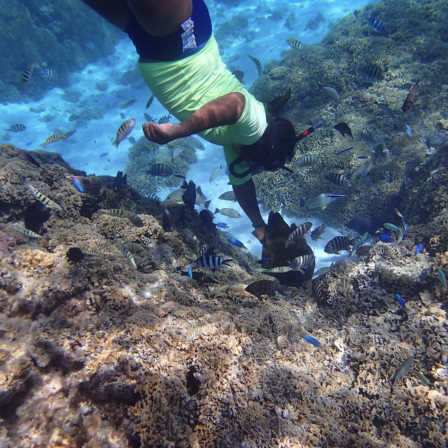 Bora Bora Lagoonarium - tour, swim with fishes, sharks and corals!