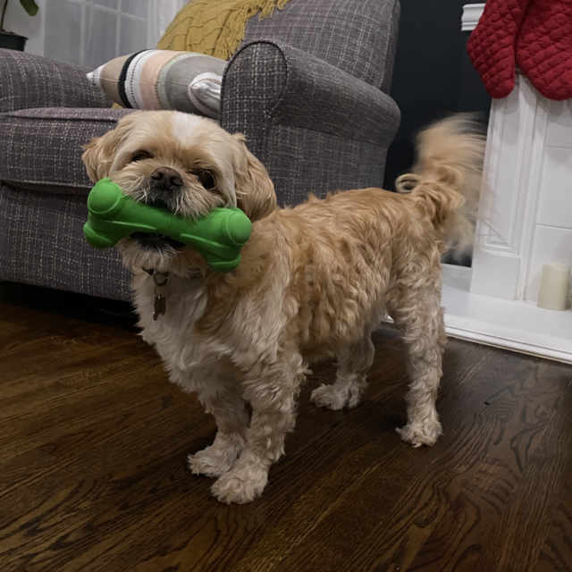 (More) Toys for Rocky While We Are Away