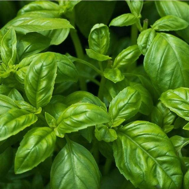 Herb garden - Basil