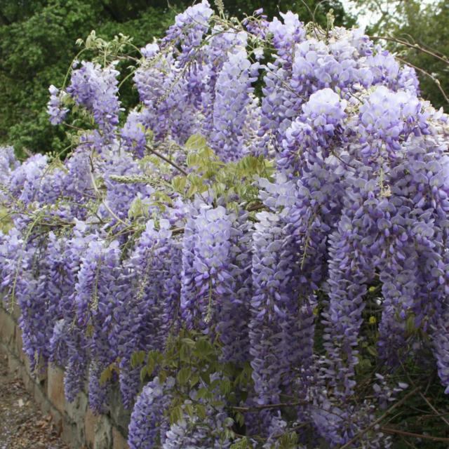 Chinese Wisteria Vine