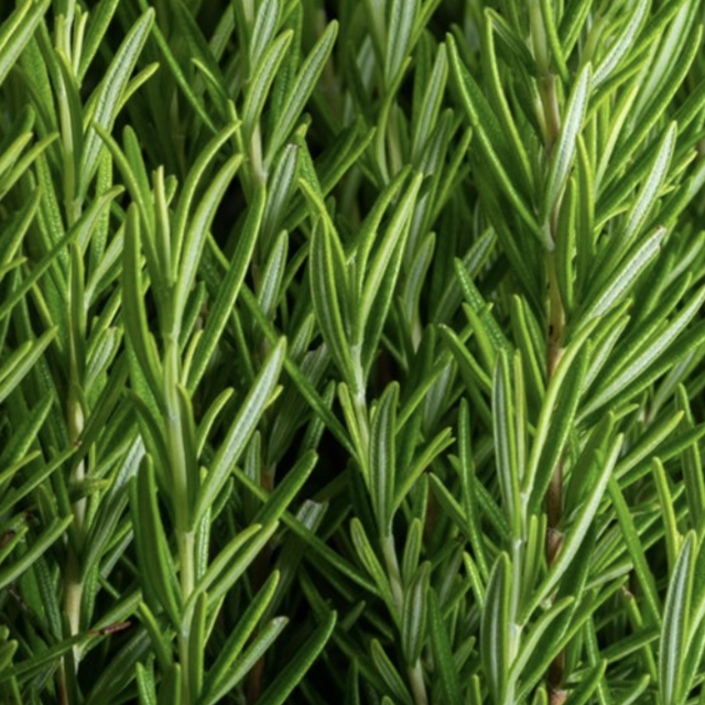 Herb Garden - Rosemary