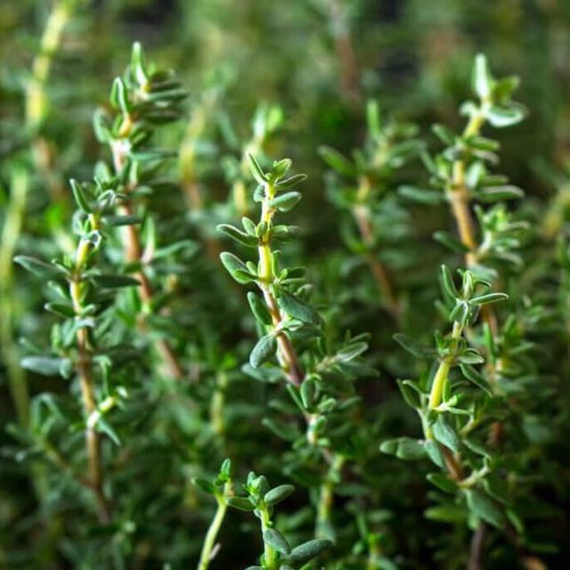 Herb Garden - Thyme