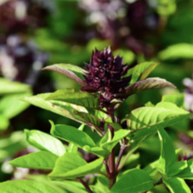 Herb Garden - Thai Basil