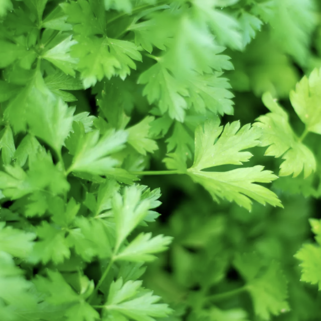 Herb Garden - Parsley