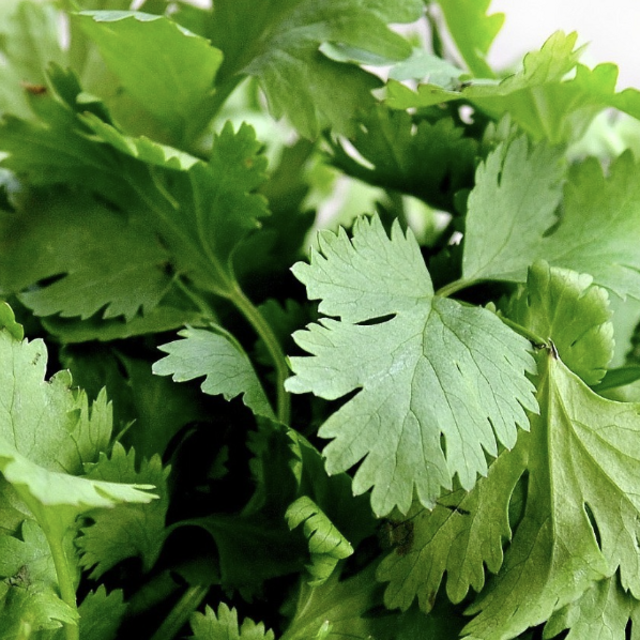 Herb Garden - Cilantro