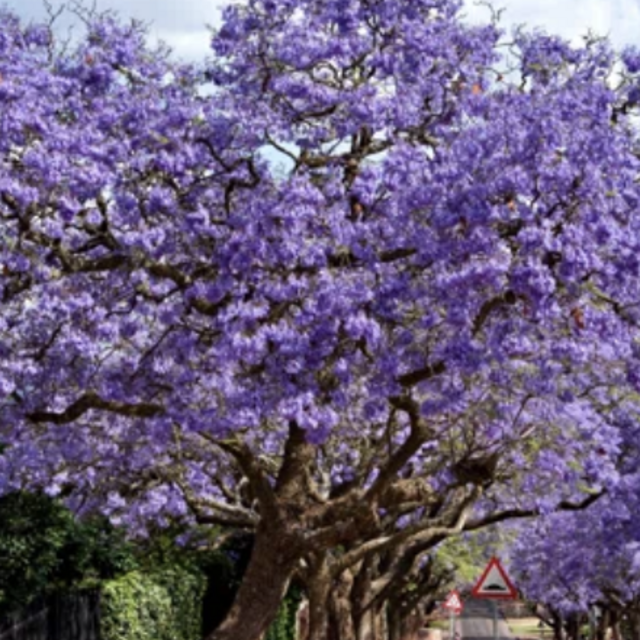 Jacaranda Tree