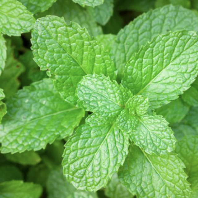 Herb Garden - Mint