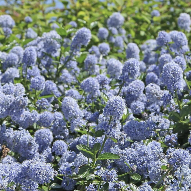 Skylark California Lilac