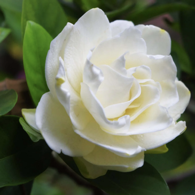 Gardenia