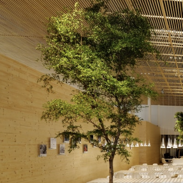 Bucida Buceras 'Shady Lady', Indoor Black Olive