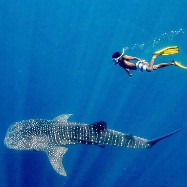 Swim with Whale Sharks