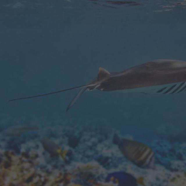 ADVENTURE SNORKELING