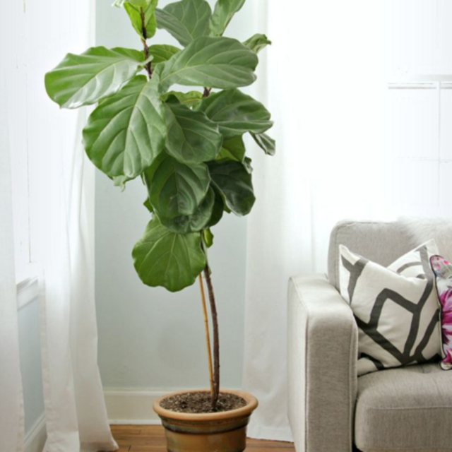 Fiddle Leaf Fig Tree