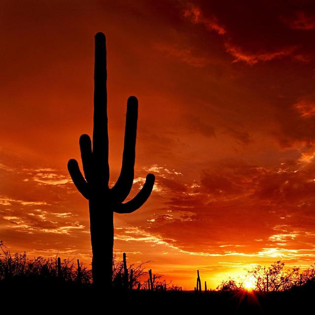 Entrance to Saguaro National Park