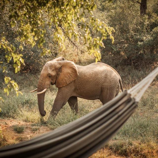 South African Safari Honeymoon