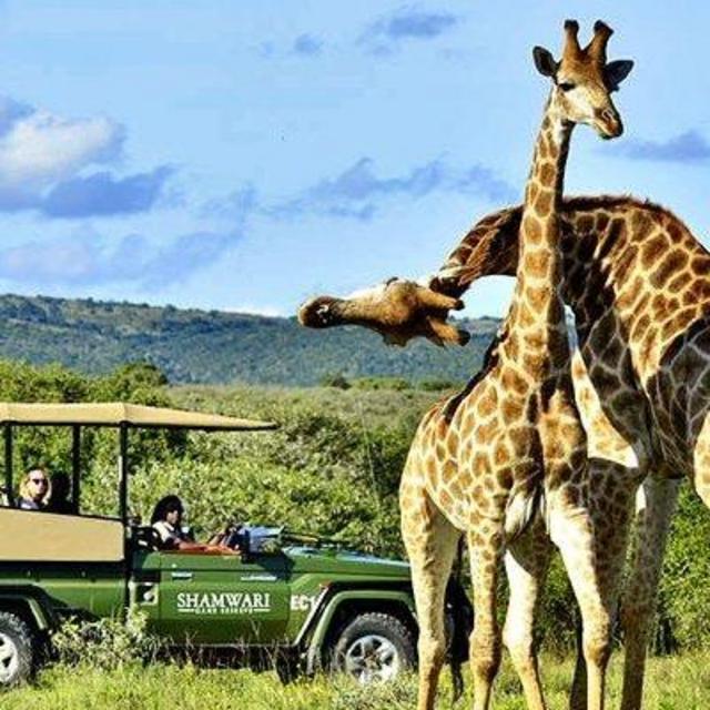 Honeymoon Fund : Botswana Safari