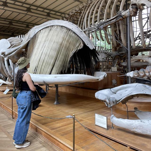 Visit a Museum