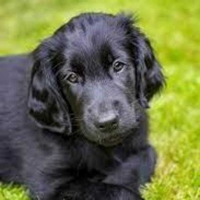 Our New Puppy
