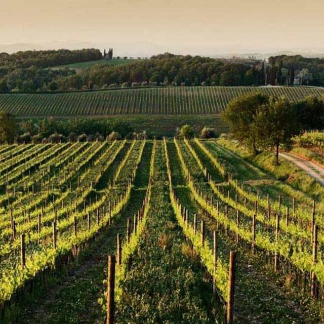 Winery Tour in Tuscany