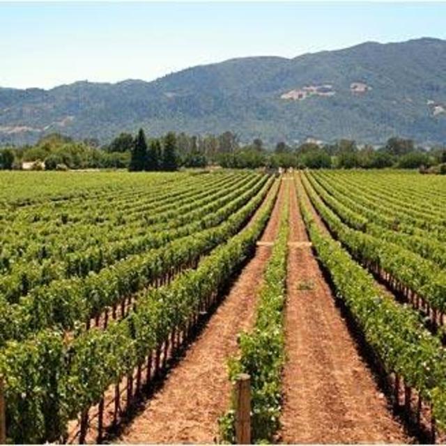 Wine tour in Sonoma post-wedding