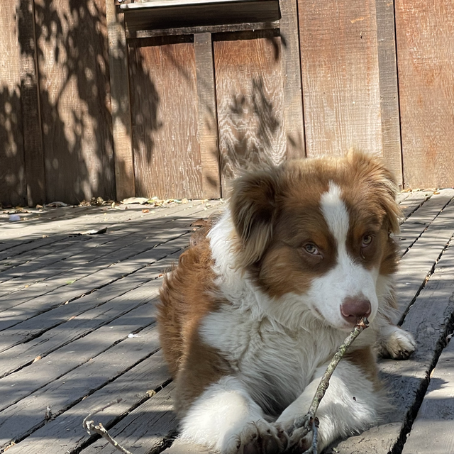 Appa Longevity and Cloning Fund