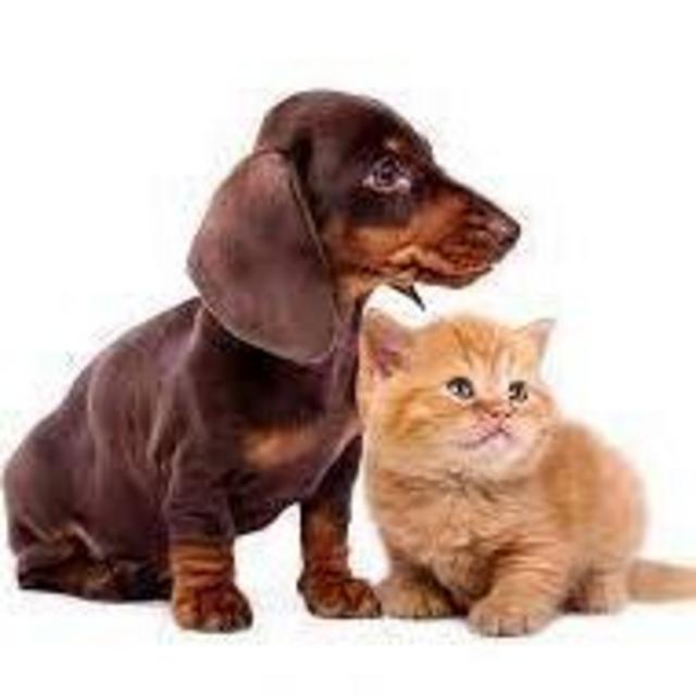 Dog and Cat Fund