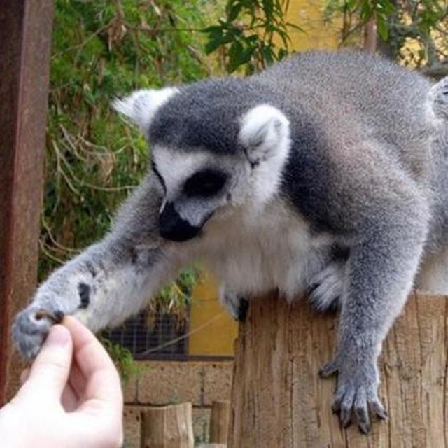 Monkey Park, Tenerife