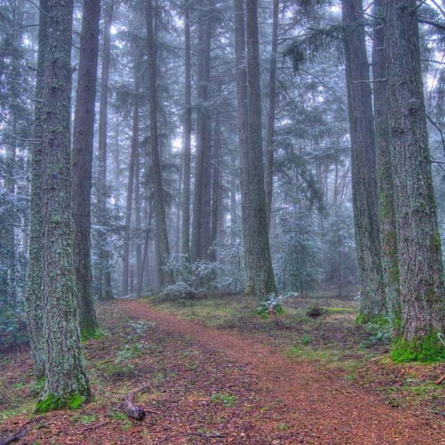 County Park Pass