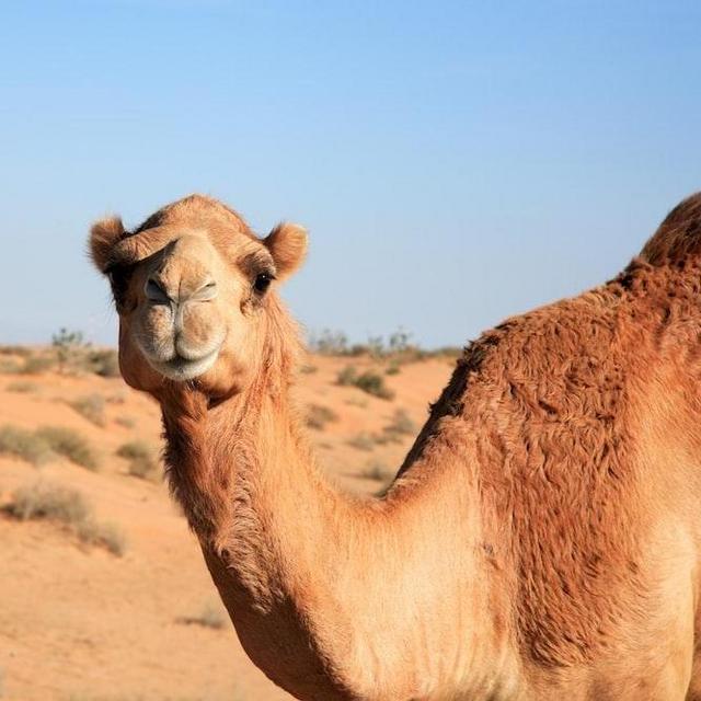 Dune Buggy + Camel Riding in Al Wadi Desert