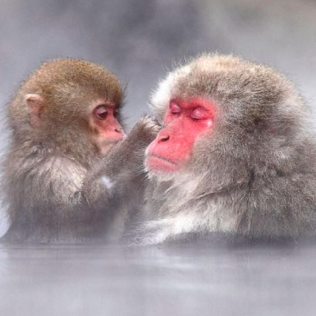 Honeymoon Snow Monkeys & Sake Tour
