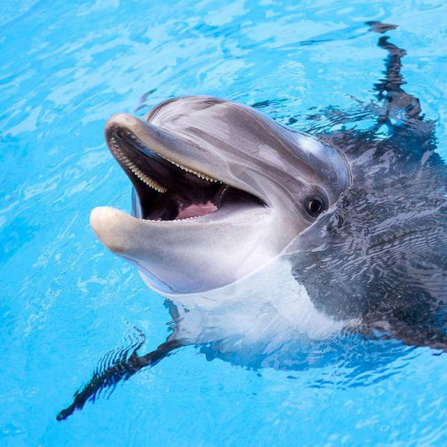 Swimming with Dolphins