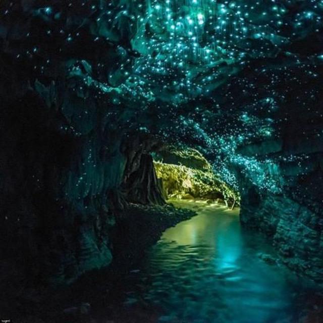 Waitomo Glow Worm Cave Tour