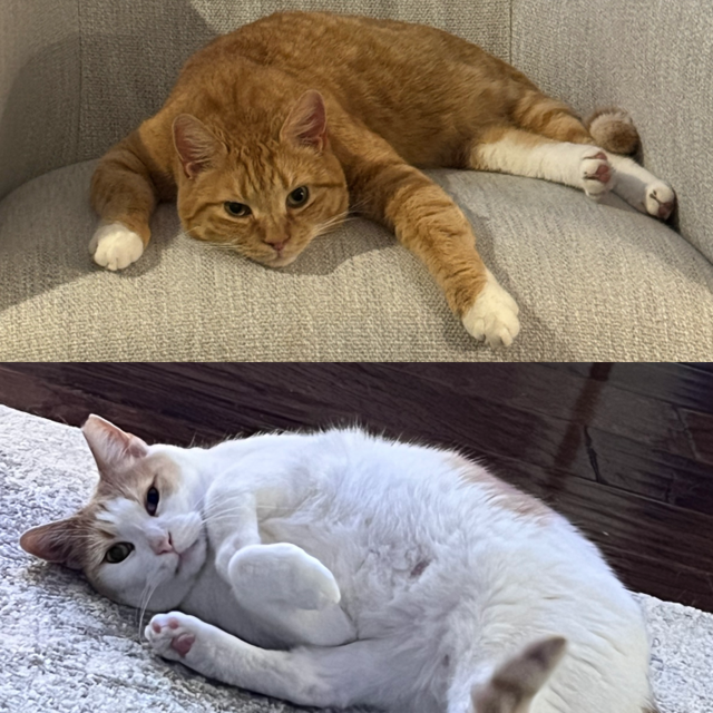 Litter Robot for Eevee and Remy