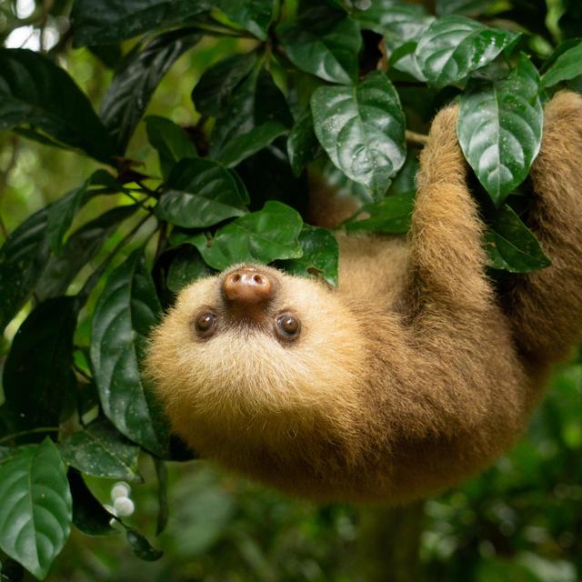 We're going to Costa Rica! General Honeyfund Gift