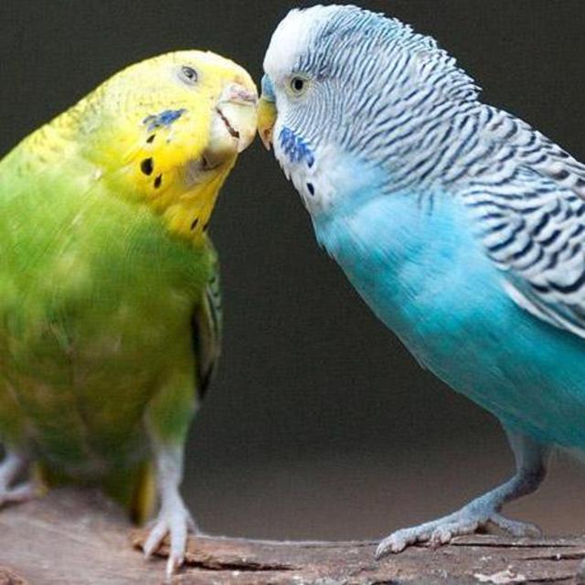 Sarah's new parakeet!