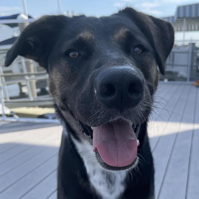 Dog Sitter for our Honeymoon