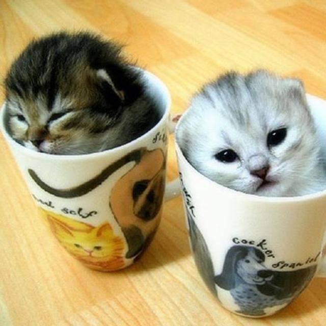 A Purr-fect Afternoon Tea