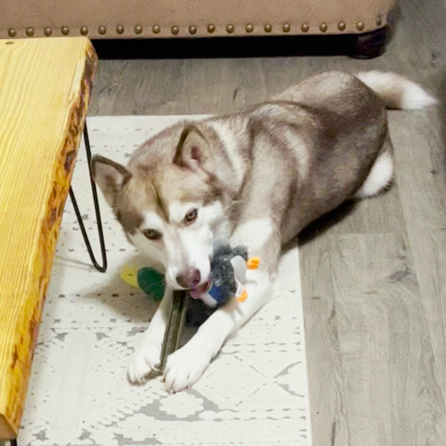 Treats for Zeus