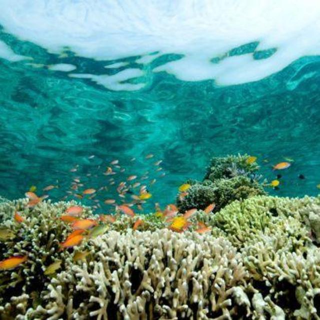 Snorkeling with Native Wildlife