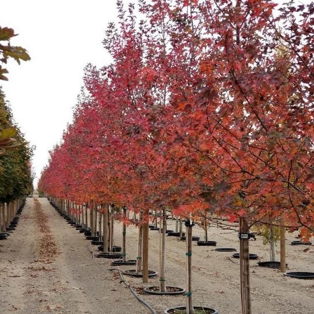 Redpointe Maple Trees