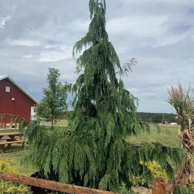 Weeping Alaskan Cedar Trees