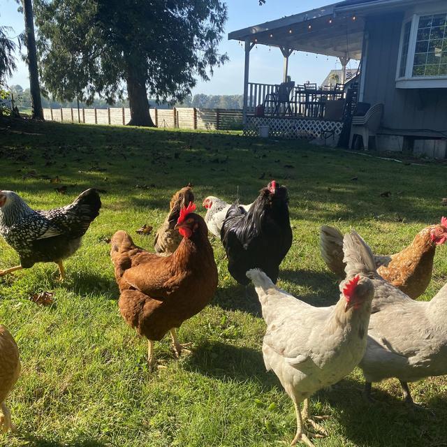 Help us build a new chicken coop for our ladies!