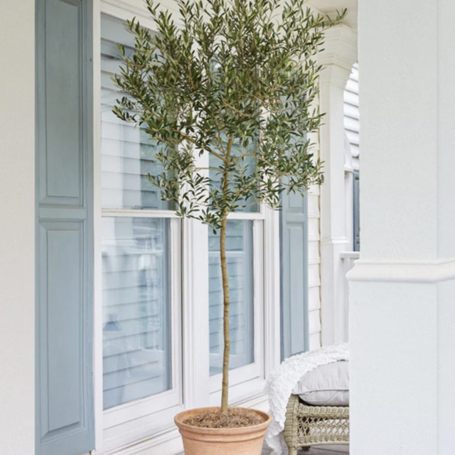 Arbequina Olive Tree: 2-3 Feet