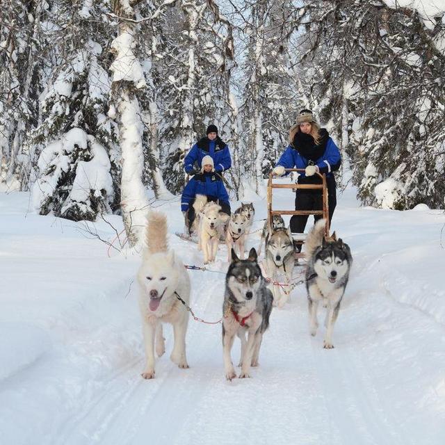 Paseo en Trineo con Huskies en Laponia