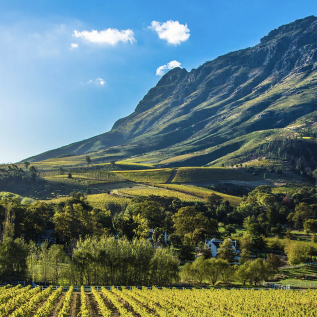 Dinner in Cape Winelands