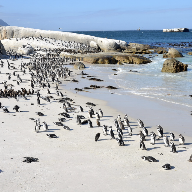 Boulder Beach Cape Town Penguin experience