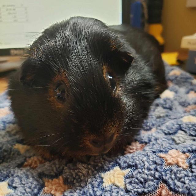Guinea Pig Fund