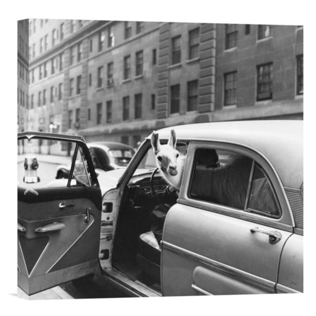Llama in a Car, ca. 1950